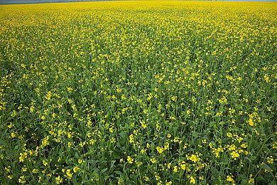 《COCOON》预购开启 Steam国区原价90元